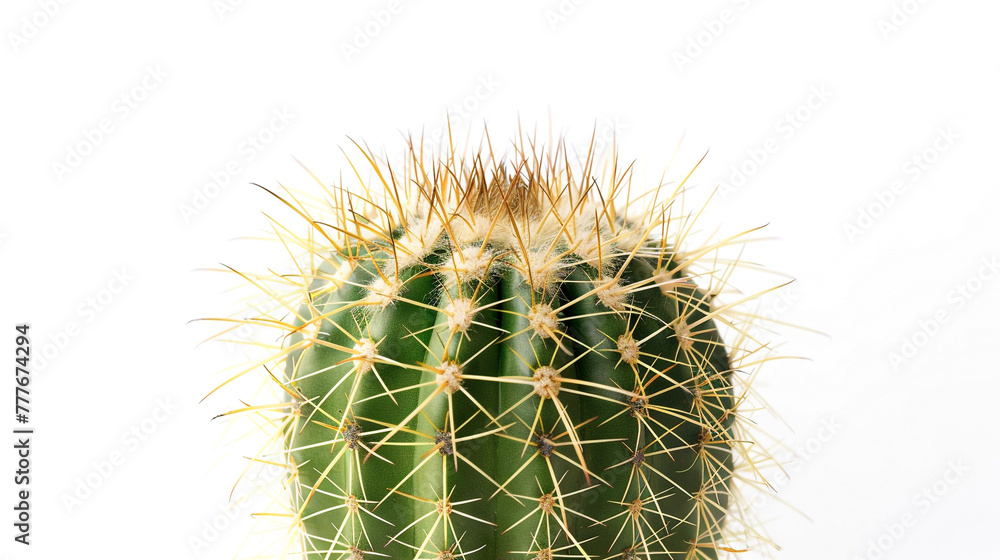close up a cactus isolated on white background close up a cactus isolated on white background