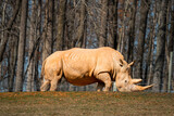  Grazing Giant: A White Rhino in the African Savanna