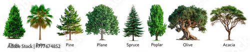 Set of different trees isolated on a white or transparent background. Bundle of trees with green leaves close-up, front view. Graphic design element on the theme of nature and caring for trees. photo