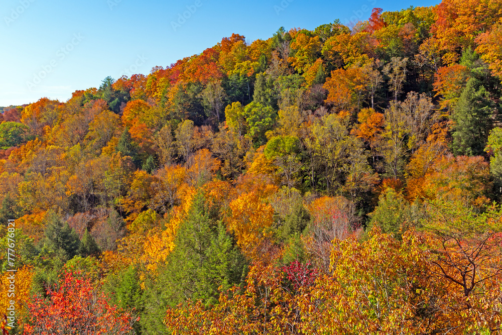 Fall Colors on a Ohio Hillside