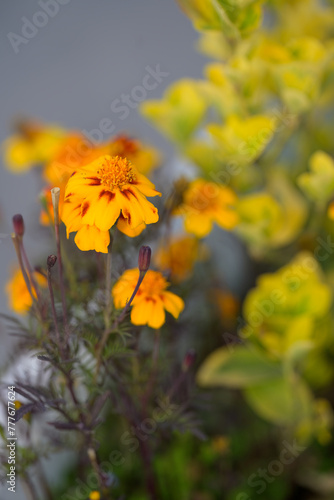 yellow flower in the garden