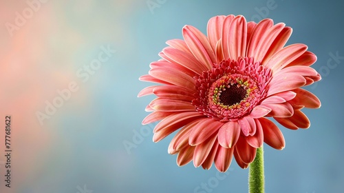 A beautiful flower on background, a colorful greeting. Bright and blooming, it's an amazing natural sight.