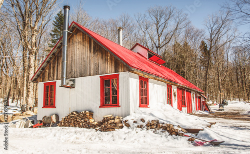Fotografi maple syrup sugar shack in forest on maple season