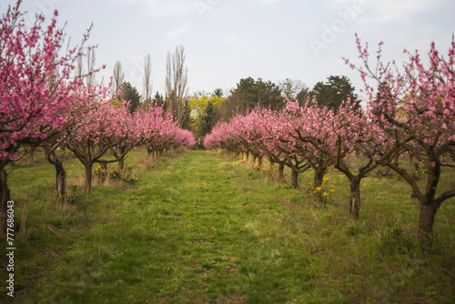 Pink flowers on peach trees. Blooming peach orchard. Peach Alley and at the end of the road is a big white cross.