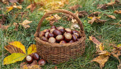 くり。栗拾い。かごにたくさん入った栗のイメージ。秋の風景。秋の味覚。chestnut. Picking chestnuts. An image of a basket full of chestnuts. Autumn landscape. The taste of autumn.