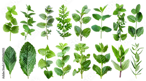 Various mint leaves on white background, showcasing diverse plant organisms