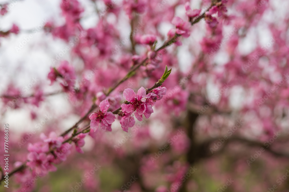 Beautiful peach orchard. There are pink flowers on the trees. There is green grass between the trees. The sky is blue. Beautiful peach orchard. There are pink flowers on the trees. There is green grass between the trees. The sky is blue.