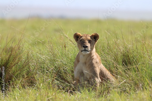 Fototapeta Naklejka Na Ścianę i Meble -  Closeup of a lioness in the grass