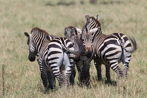 zebras in Masai Mara national park