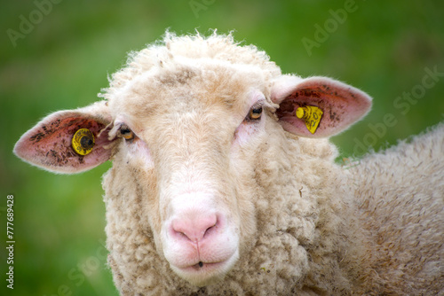 Beautiful portrait of a curious sheep with a pretty face