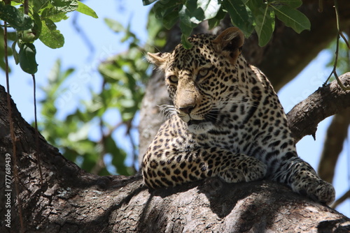 Fototapeta Naklejka Na Ścianę i Meble -  leopard in tree