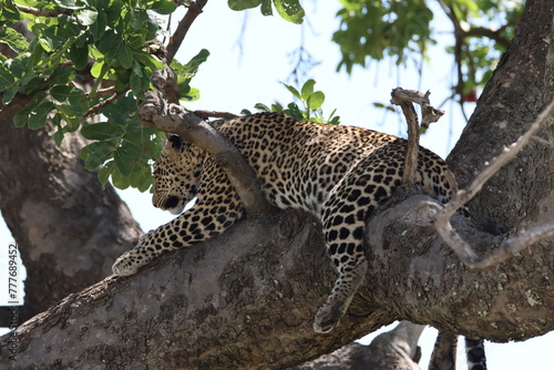 Fototapeta Naklejka Na Ścianę i Meble -  Leopard resting on tree