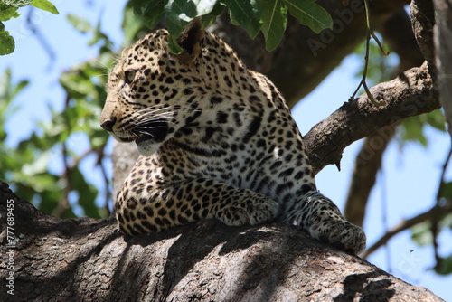Fototapeta Naklejka Na Ścianę i Meble -  leopard in tree