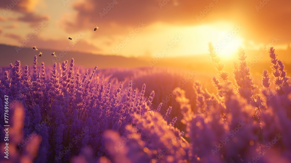 Lavender fields on rolling hills, sunset, bees buzzing, low angle, soft focus, rich purples, golden light.
