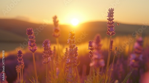 Lavender fields on rolling hills, sunset, bees buzzing, low angle, soft focus, rich purples, golden light.