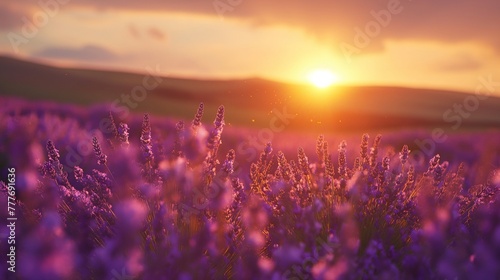 Lavender fields on rolling hills  sunset  bees buzzing  low angle  soft focus  rich purples  golden light.
