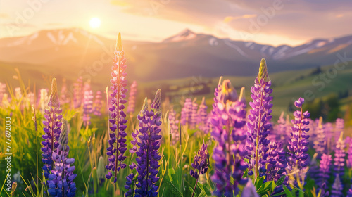 Landscape of blooming lupin flowers on mountains background at sunset photo