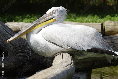 detail of a pelican resting peacefully between several branches photo