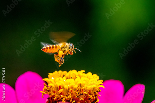 A honey bee (also spelled honeybee) is a eusocial flying insect within the genus Apis of the bee clade