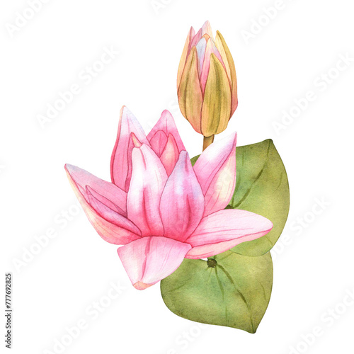 Buds Pink Lotus and green leaves. Watercolor botanical Illustration tropical Water Lily and green Leaves on isolated background. Hand Drawn Flowers for invitations  print and design