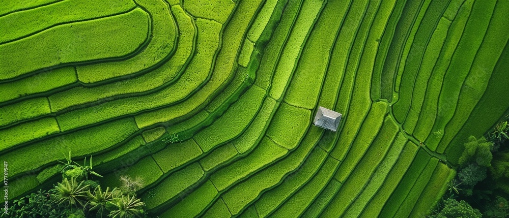 Lush green rice terraces with a small hut from an aerial perspective - obrazy, fototapety, plakaty 