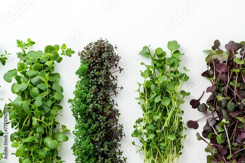 Different fresh microgreens on white background