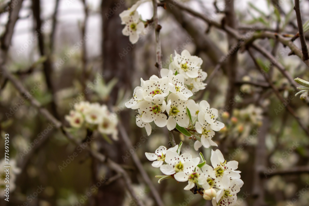 closeup of the pear blossom