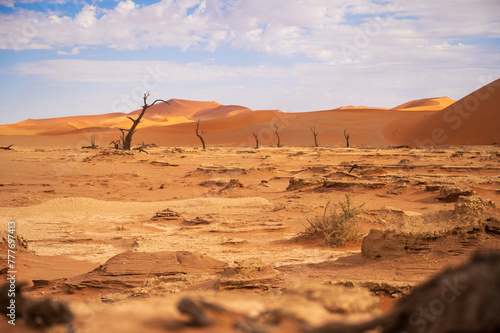 Rugged Sandstone Crust with Dead Trees - Deadvlei, Namibia