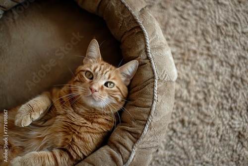 Top view of cute red cat lying on soft dog bed in home interior