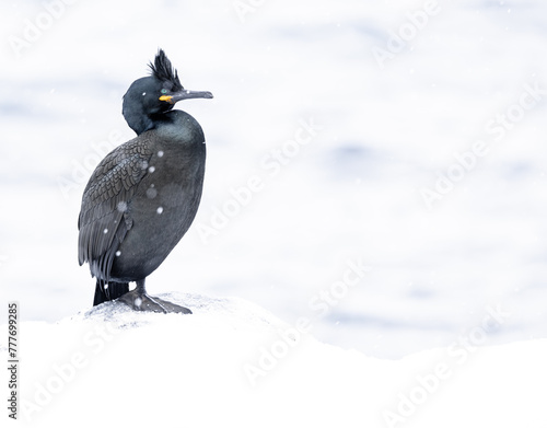 European Shag photo