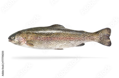 rainbow trout isolared on white background