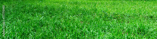 Green panoramic background of mixed grasses