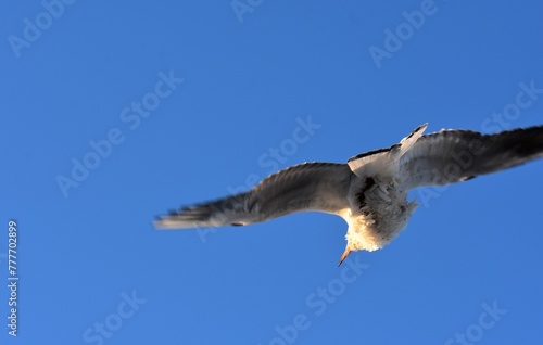 seagull in flight