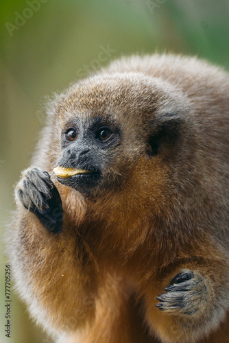 Titi Monkey Eating Banana photo