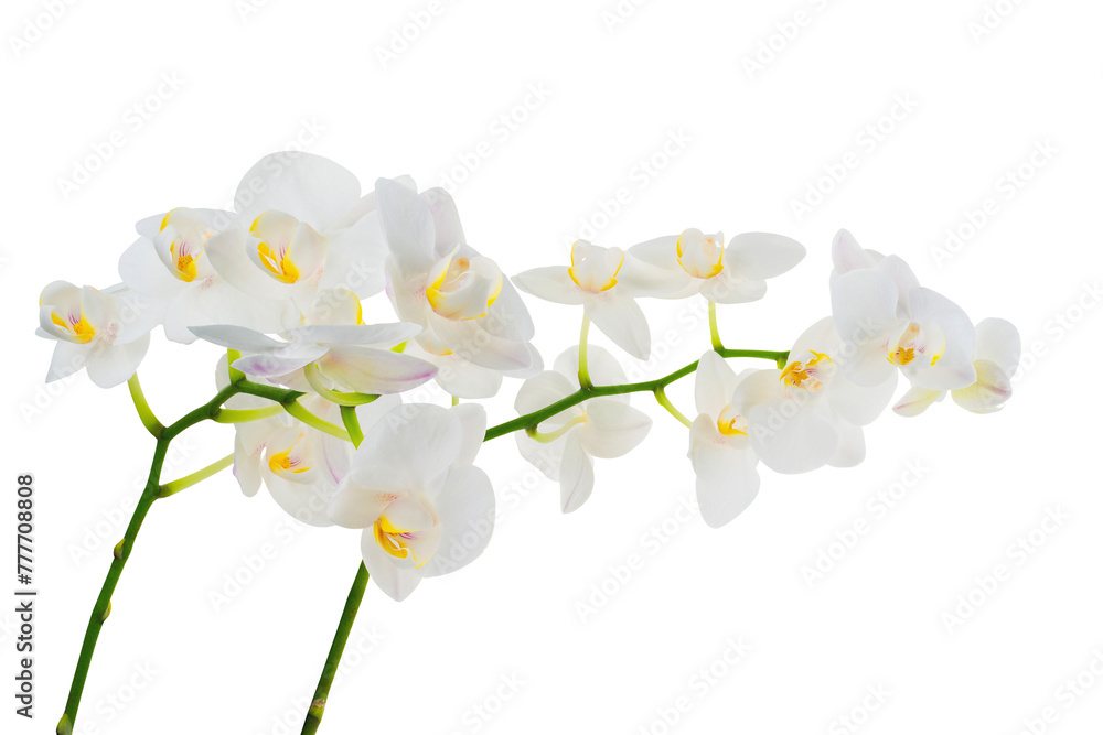 Two branch orchidea