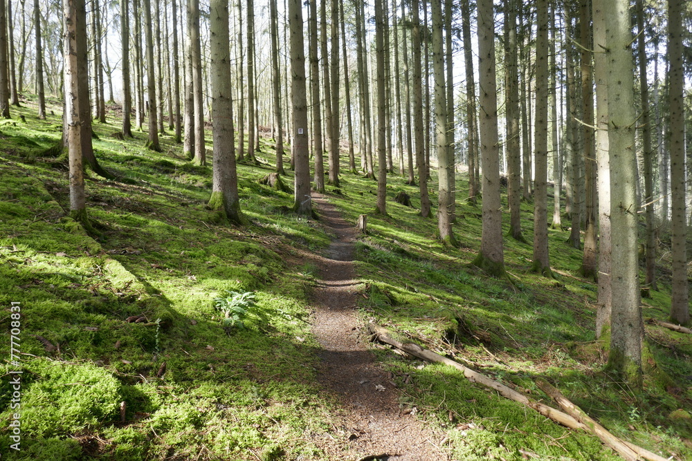 Obraz premium Forest in Mosel Germany