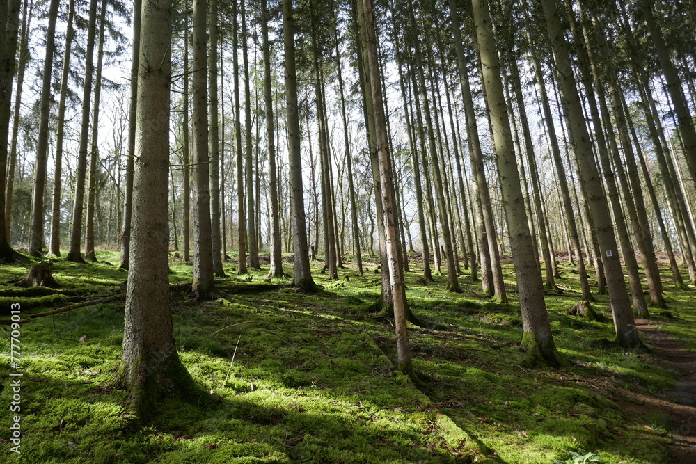 Fototapeta premium Forest in Mosel Germany