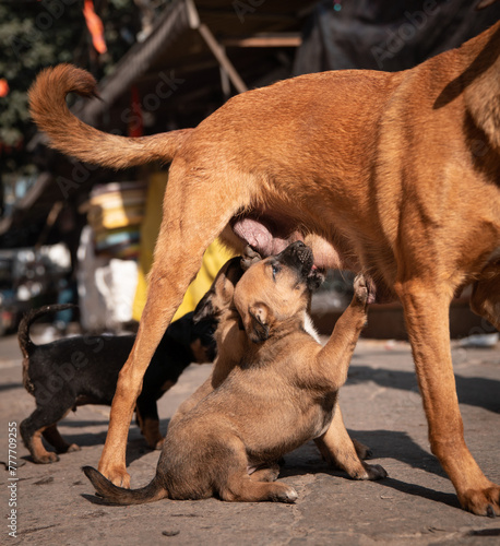 Stray puppies feeding with mom dog (ID: 777709255)