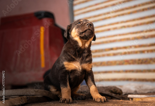 Cute Indian Street dog puppy in sunlight on the road (ID: 777709472)