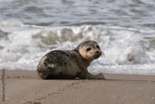 Junger Seehund an der Nordsee