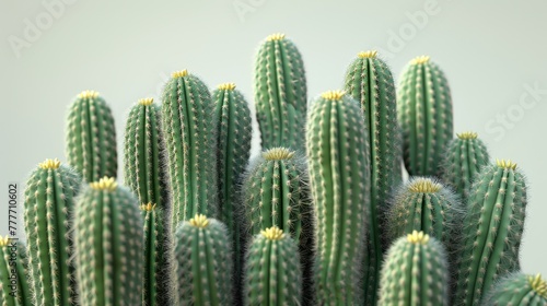   Close-up of cactus with numerous small green cacti in foreground on white wall background