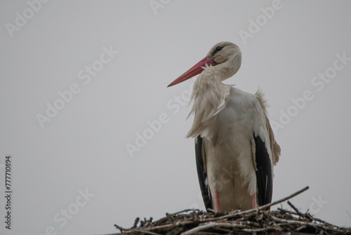 Storch im Nest photo
