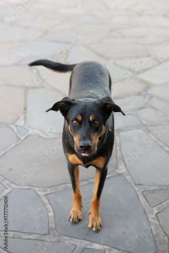 black farm dog photo