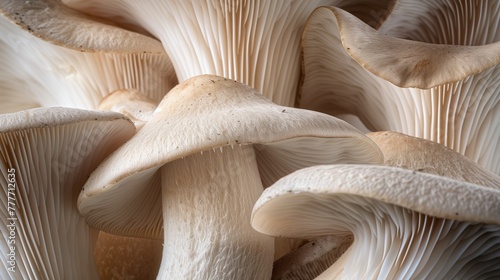 Gourmet Elegance: Detailed View of King Oyster Mushroom's Textural Beauty