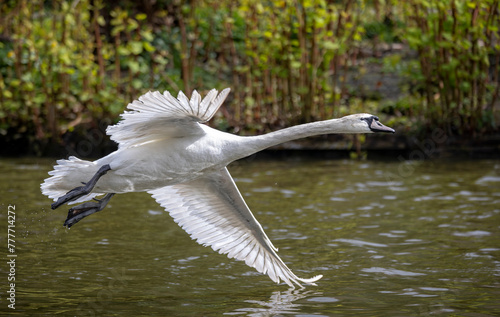 Juvenile mute swan taking off from lake with wings spread and one wing touching the water.