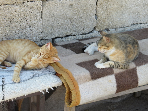 Photography Wild cats