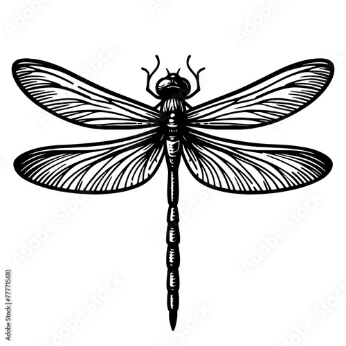 Insect illustration 