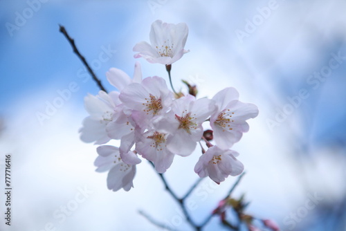 White and pink cherry blossoms closeup, blue sky background