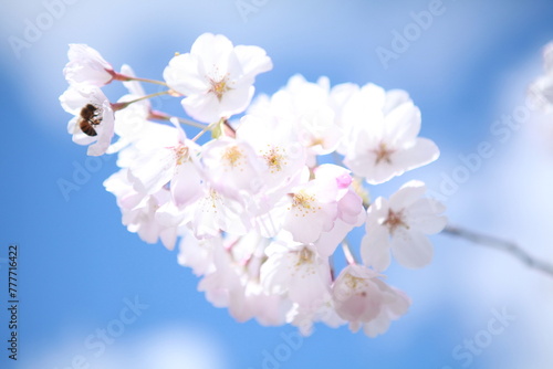 Bee in cherry blossom flower, closeup, springtime