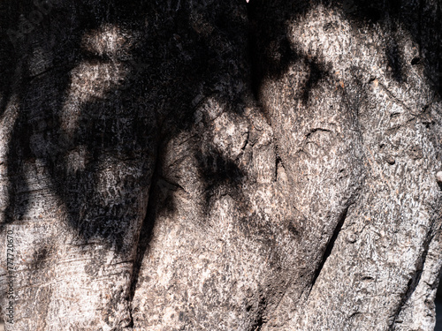 ombra su albero in sicilia